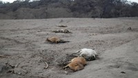Bangkai sapi berderet di padang yang dipenuhi abu letusan gunung. REUTERS/Carlos Jasso.
