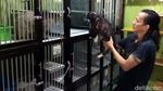Titip Hewan Peliharaan Supaya Mudik Tenang