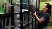 Di sini satu ekor kucing dikenakan tarif Rp 75.000/ hari. Harga tersebut belum termasuk biaya makan dan mandi kucing.
