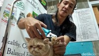 Petugas juga memotong kuku kucing yang dititipkan di Meeow House.