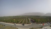 Jarang ada tumbuhan bisa hidup di gurun pasir. Tapi di tengah Gurun Gobi, Kota Yanqi, Xinjiang, China menghampar perkebunan anggur. Kok bisa ya? (Fitraya/detikTravel)