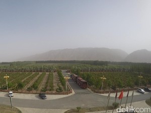 Ajaib, Ada Perkebunan Anggur di Tengah Gurun Gobi China