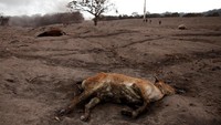 Anak sapi mati terkapar di kawasan Escuintla, Guatemala. REUTERS/Carlos Jasso.