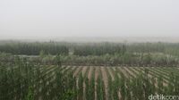 Ajaib, Ada Perkebunan Anggur di Tengah Gurun Gobi China