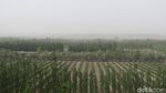Foto: Cuma di China, Ladang Anggur di Tengah Gurun Gobi