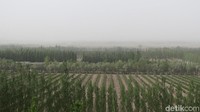 Tiansai Winery memiliki rooftop dengan pemandangan perkebunan anggur 360 derajat. Pegunungan Gurun Gobi menjadi latar belakang pemandangan yang menakjubkan (Fitraya/detikTravel)