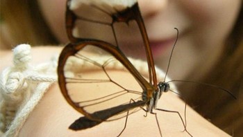 Sayap kupu-kupu cantik ini bisa tembus pandang, ini adalah jenis kupu-kupu Galsswinged (Greta Oto). Kupu-kupu ini dapat sebagian besar dapat ditemukan di Chili, New York, Amerika Serikat. (Foto: boredpanda)  