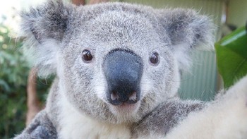 Koala pun tidak mau kalah untuk berselfie. Foto: bored panda