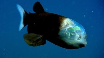 Tangkapan lensa kamera seekor ikan dengan kepala transparan. Tampak matanya terdapat di dalam kepalanya. Mata tersebut digunakan sebagai senjata untuk memburu mangsanya di kegelapan. Jenis ini diketahui bernama Macropinna microstoma atau spookfish. (Foto: boredpanda)