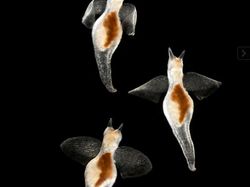 Kumpulan Hewan Tembus Pandang yang Menawan