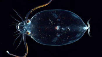 Glass Squid atau cumi-cumi kaca dapat ditemui di belahan laut bagian selatan. Hewan ini memiliki organ mata yang bercahaya dan memiliki kemampuan untuk roll menjadi bola yang biasa dikenal dengan landak air. Total ada sekitar 60 spesies berbeda dari cumi-cumi kaca di seluruh dunia. Mereka memiliki lengan-lengan kecil yang pendek dan struktur tubuh yang unik. (Foto: Internet)