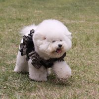 Gemas! Anjing Pintar Ini Bisa Tebak Potongan Kue Kesukaannya