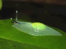 Kumpulan Hewan Tembus Pandang yang Menawan