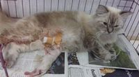 Sulit Melahirkan, 2 Kucing di Makassar Jalani Operasi Caesar
