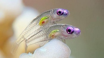 Ikan-ikan kecil dengna tubuh transparan. (Foto: Boredpanda)