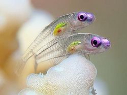 Kumpulan Hewan Tembus Pandang yang Menawan