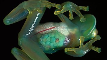 Ini adalah katak gelas, termasuk dalam keluarga katak Centrolenidae. Kita dapat melihat seluruh organ dalam tubuhnya. Ukuran katak ini bervariasi, sekitar 20 - 30 cm. Katak ini aktif pada malam hari dan sering berada di aliran sungai sehingga sulit ditangkap. (Foto: boredpanda)