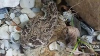 Dilansir dari CNN, Kamis (7/6/2018), peristiwa tersebut terjadi pada 27 Mei. Jennifer Sutcliffe dan suaminya kala itu tengah melakukan kegiatan di kebun rumah mereka di rumahnya di Corpus Christi.  (Foto: Dok. ABC News)