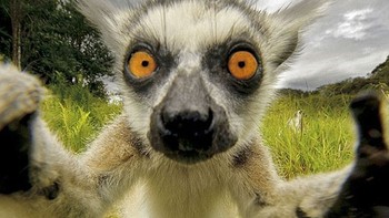 Foto: bored panda