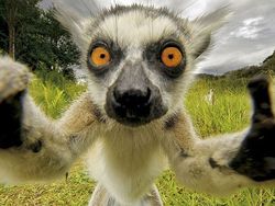 Tingkah Menggemaskan Para Hewan yang Asik Berselfie