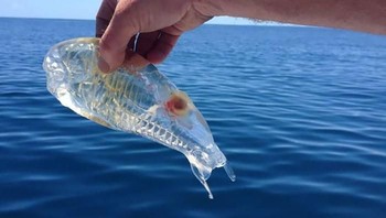 Ikan transparan ini tertangkap di lepas pantai Karikari di Pulau Utara Selandia Baru. Para ahli meyakini ikan ini adalah jenis Maggiore Salpa atau Salpa Maxima, yang umumnya ditemukan di Samudra Selatan. (Foto: boredpanda)