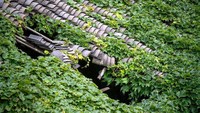 Tampak rumah-rumah di desa ini tidak terawat. Genteng pun bolong dan rusak ditinggalkan oleh penghuninya. (AFP/Getty Images)
