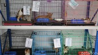 Kedua dokter tersebut pun menjelaskan bahwa di Amore Clinic ini mereka dapat menampung hingga 150 ekor kucing dengan besaran biaya perawatan Rp 55.000 per harinya plus bonus grooming sebelum dipulangkan.