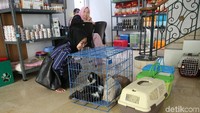 Menjelang Lebaran, hewan peliharaan seperti kucing dititipkan di Amore Animal Clinik, Pejaten, Jakarta Selatan, Jumat (8/6/2018).