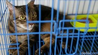 Biasanya masyarakat akan menitipkan kucingnya pada H-3 hingga H+10 lebaran.