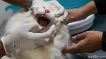 Jelang Lebaran, Jasa Penitipan Hewan Laris Manis