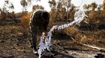 Penampakan Layang-layang Palestina yang Teror Israel
