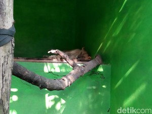 Jelang Lebaran, Solo Zoo Tambah Koleksi Singa Afrika