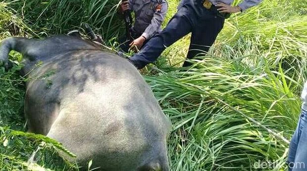 Kerbau yang ditembak mati polisi di Kudus. 