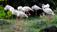 Sekelompok burung bangau terlihat seperti membuat sebuah formasi saat sedang tertidur. Phung Huynh Vu Qui/Getty Images.