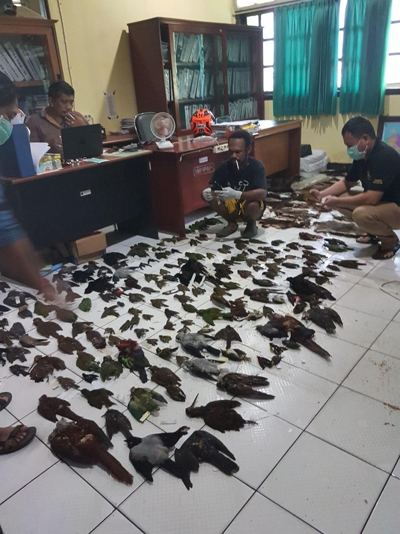 KLHK Gagalkan Penyelundupan Satwa Awetan Dilindungi di Papua KLHK Gagalkan Penyelundupan Satwa Awetan Dilindungi di Papua