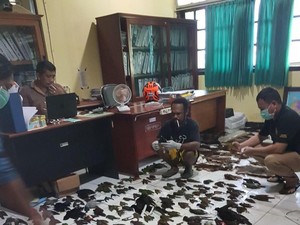 KLHK Gagalkan Penyelundupan Satwa Awetan Dilindungi di Papua