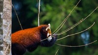 Seekor beruang merah tertidur sambil memeluk ranting pohon di daerah Sikkim, India. Puneet Vikram Singh/Getty Images.