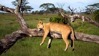 Hewan buas seperti singa pun bisa terlihat lucu saat menggantung diatas pohon dan tertidur. Juan De Dios Sanchez/ EyeEm via Getty Images.
