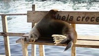 Seekor singa laut terlihat menggemaskan dengan posisi tidurnya yang seperti orang bersantai diatas sebuah bangku. Anna Libori/Getty Images.