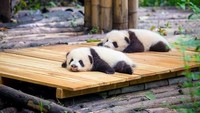 Bayi panda sudah terkenal selalu bertingkah lucu dan membuat gemas. Salah satunya saat sedang tertidur seperti ini. Kiszon Pascal/Getty Images.