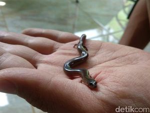 Ada Ular Berkaki Empat di Sleman