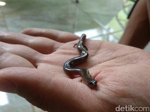 Ada Ular Berkaki Empat di Sleman