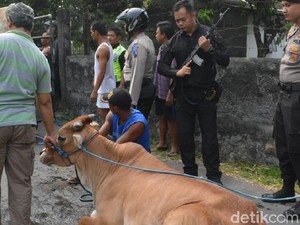 Polisi Lumpuhkan Sapi Mengamuk Dengan Tembak Kakinya di Solo