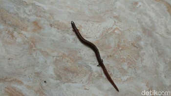 Kalau bergerak meliuk-liuk sehingga dikira ular. Tapi hewan ini tidak berbahaya (Hendriyanto/detikcom)