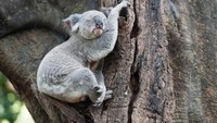Tidak ada yang tak setuju bahwa koala adalah salah satu hewan yang menggemaskan. Saat tidur pun koala ini tetap lucu dengan posenya. Marco Simon/Getty Images.
