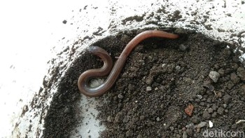 Disebutkan kalau habitat utamanya ada di Pulau Jawa. Inilah kadal ular yang ditemukan di Sleman (Hendriyanto/detikcom)