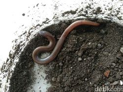 Potret Ular Berkaki di Dunia Nyata