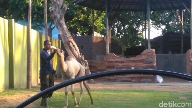 43+ Gambar Mewarnai Hewan Unta Gratis Terbaik