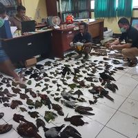 Ratusan burung berbagai jenis dan ukuran diawetkan