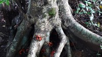 Selain rusa, traveler juga akan diberikan sambutan spesial dari kepiting merah. Kepiting ini menjadi hewan khas Yakhushima dan dapat ditemukan di mana-mana. (Barbra Austin/CNN)